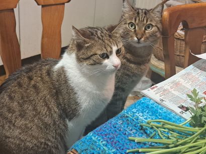 Katzen